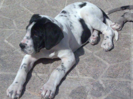 DRACO 4 MESES.NUNCA TE OLVIDAREMOS DRACO 4 MESES.NUNCA TE OLVIDAREMOS